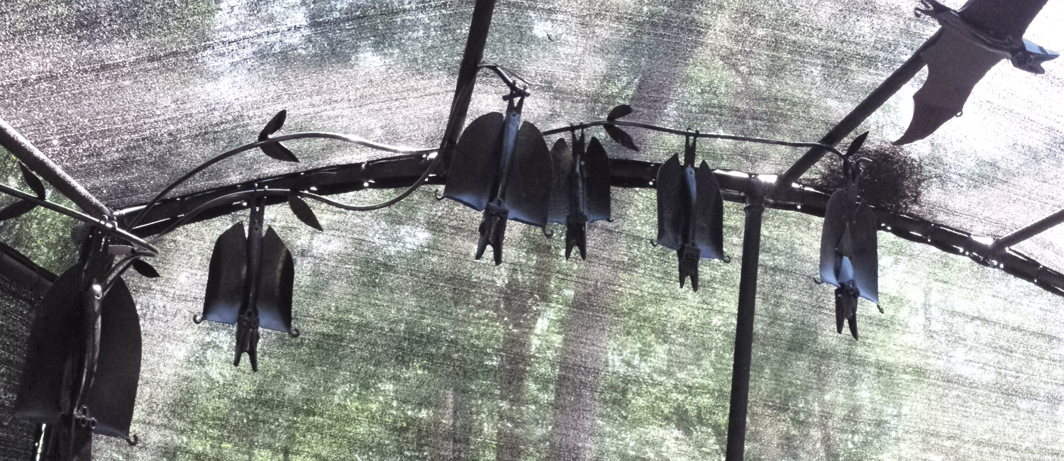 Bat Colony